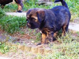Tibeti terrier kölyök