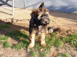 Tibeti terrier kölyök