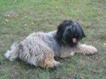 tibeti terrier