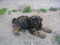 tibeti terrier