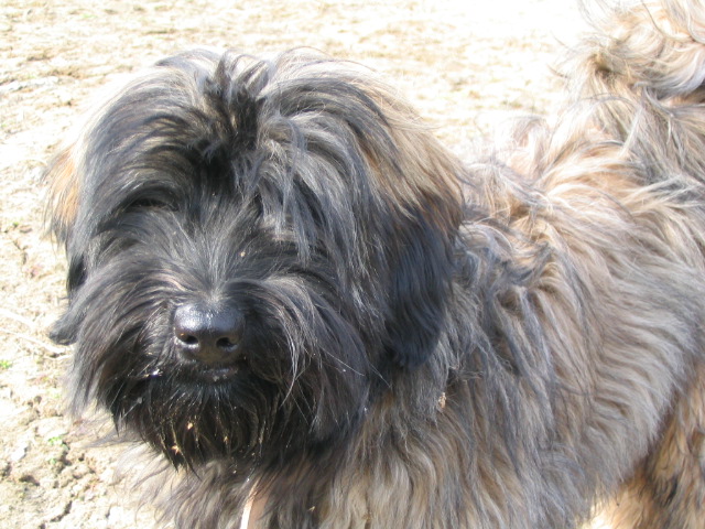 tibeti terrier