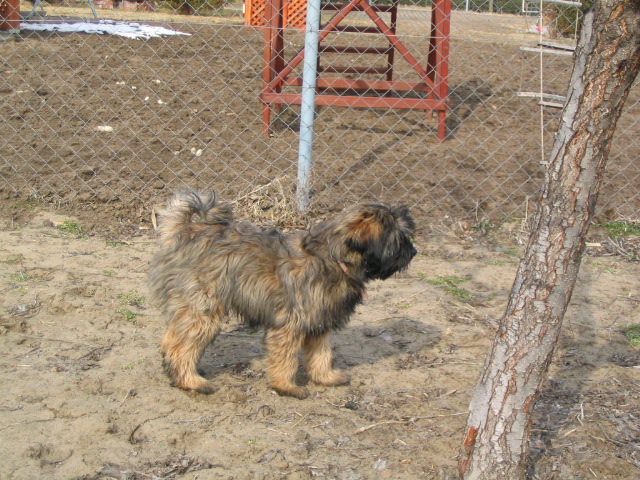 tibeti terrier