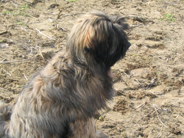 tibeti terrier