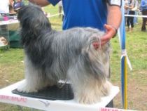 tibeti terrier
