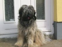 tibeti terrier