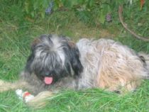 tibeti terrier