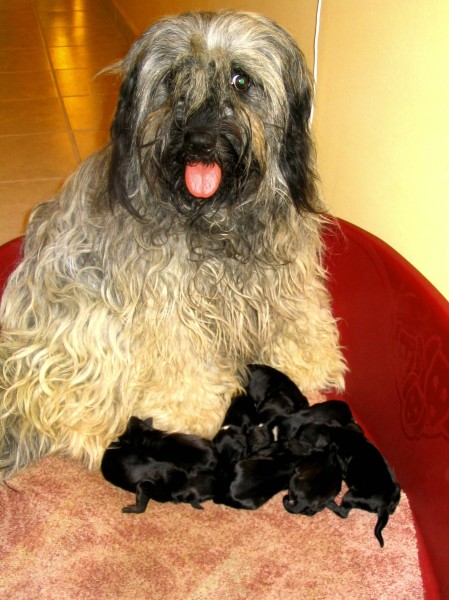 Original image