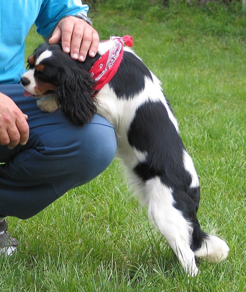 Original image