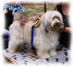 Tibeti terrier