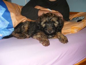 Tibeti terrier