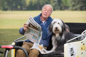 Bearded collie