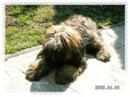 tibeti terrier