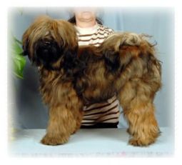 tibeti terrier