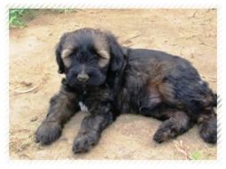 tibeti terrier