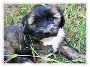 tibeti terrier