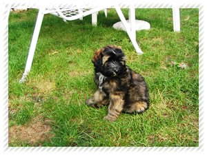tibeti terrier