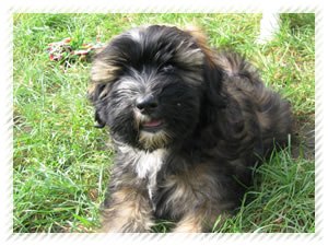 tibeti terrier