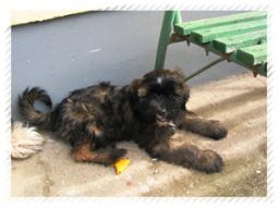 tibeti terrier