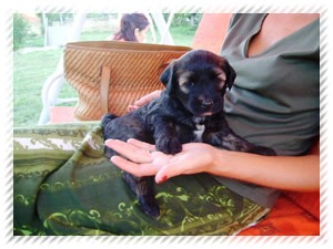 tibeti terrier