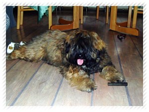tibeti terrier