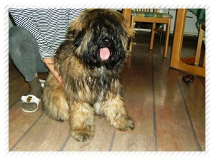tibeti terrier