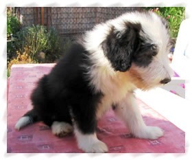 bearded collie