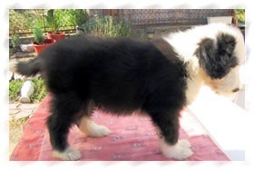 bearded collie