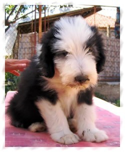 bearded collie