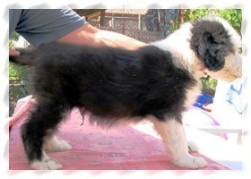 bearded collie