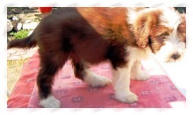 bearded collie