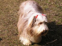 bearded collie