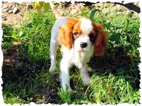 cavalier king charles spániel