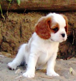 cavalier king charles spániel