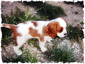 cavalier king charles spániel