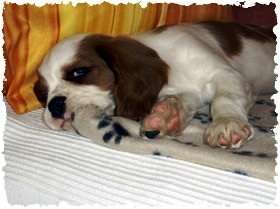 cavalier king charles spániel