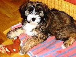 tibeti terrier