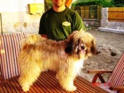 tibeti terrier