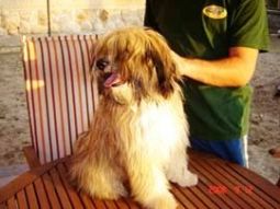tibeti terrier