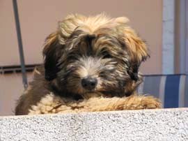 tibeti terrier