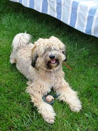 tibeti terrier