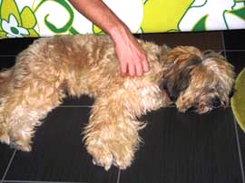 tibeti terrier