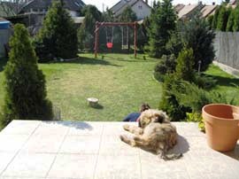 tibeti terrier