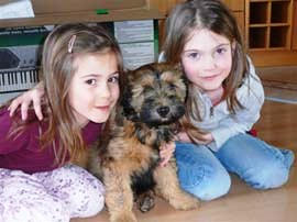 tibeti terrier