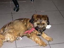 tibeti terrier