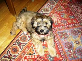 tibeti terrier