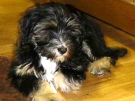 tibeti terrier