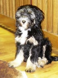 tibeti terrier
