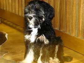 tibeti terrier
