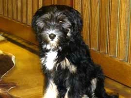 tibeti terrier