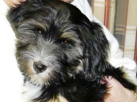 tibeti terrier